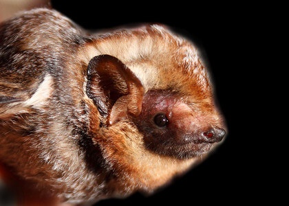 species photo for Hawaiian Hoary Bat (Lasiurus cinereus semotus)