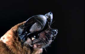 species photo for Big Free-tailed Bat (Nyctinomops macrotis)