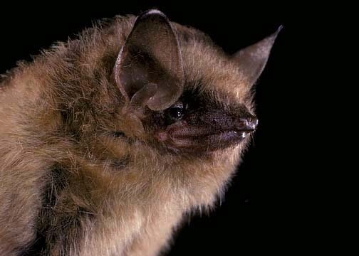 species photo for Tricolored Bat (Perimyotis subflavus)