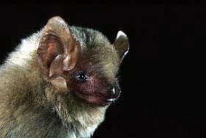 species photo for Western Yellow Bat (Lasiurus xanthinus)