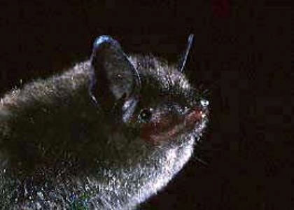species photo for Indiana Bat (Myotis sodalis)