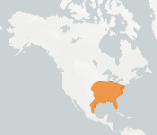 distribution map thumnbnail for Evening Bat (Nycticeius humeralis)