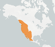 distribution map thumnbnail for Yuma Myotis (Myotis yumanensis)