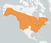 distribution map thumnbnail for Little Brown Bat (Myotis lucifugus)