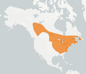 distribution map thumnbnail for Northern Long-eared Myotis (Myotis septentrionalis)