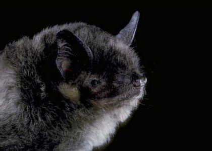 species photo for Gray Bat (Myotis grisescens)