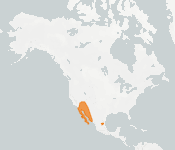 distribution map thumnbnail for California Leaf-nosed Bat (Macrotus californicus)