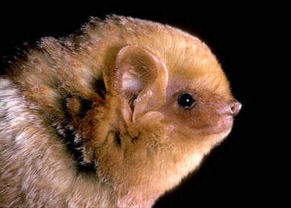 species photo for Eastern Red Bat (Lasiurus borealis)