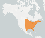 distribution map thumnbnail for Eastern Red Bat (Lasiurus borealis)