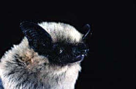 species photo for Canyon Bat (Parastrellus hesperus)