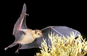species photo for Lesser Long-nosed Bat (Leptonycteris yerbabuenae)