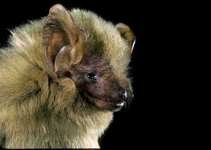 species photo for Southern Yellow Bat (Lasiurus ega)