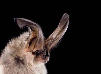species photo for Townsend's Big-eared Bat (Corynorhinus townsendii)