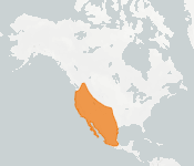 distribution map thumnbnail for Pallid Bat (Antrozous pallidus)