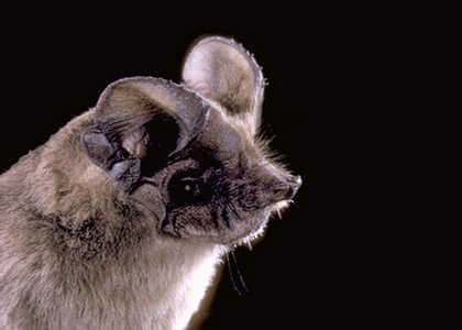 species photo for Mexican Free-tailed Bat (Tadarida brasiliensis)