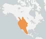 distribution map thumnbnail for Western Small-footed Bat (Myotis ciliolabrum)