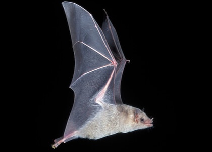 species photo for Greater Long-nosed Bat (Leptonycteris nivalis)
