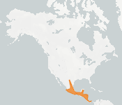 distribution map thumnbnail for Velvety free-tailed bat (Molossus molossus)