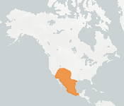 distribution map thumnbnail for Big Free-tailed Bat (Nyctinomops macrotis)