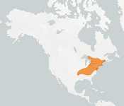 distribution map thumnbnail for Eastern Small-footed Myotis (Myotis leibii)