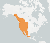 distribution map thumnbnail for Long-legged Myotis (Myotis volans)