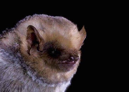 species photo for Western Red Bat (Lasiurus blossevillii)