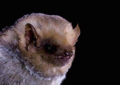 species photo for Western Red Bat (Lasiurus frantzii)