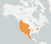 distribution map thumnbnail for Townsend's Big-eared Bat (Corynorhinus townsendii)