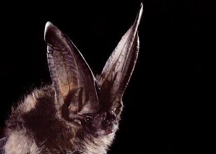 species photo for Rafinesque's Big-eared Bat (Corynorhinus rafinesquii)