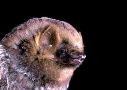 species photo for Seminole Bat (Lasiurus seminolus)