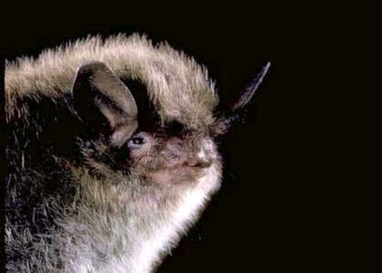 species photo for Little Brown Bat (Myotis lucifugus)