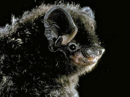 species photo for Silver-haired Bat (Lasionycteris noctivagans)