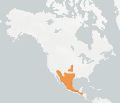 distribution map thumnbnail for Cave Myotis (Myotis velifer)