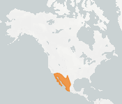 distribution map thumnbnail for Pocketed Free-tailed Bat (Nyctinomops femorosaccus)