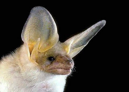 species photo for Pallid Bat (Antrozous pallidus)