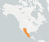 distribution map thumnbnail for Allen's Big-eared Bat (Idionycteris phyllotis)