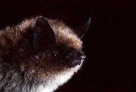 species photo for Western Small-footed Bat (Myotis ciliolabrum)