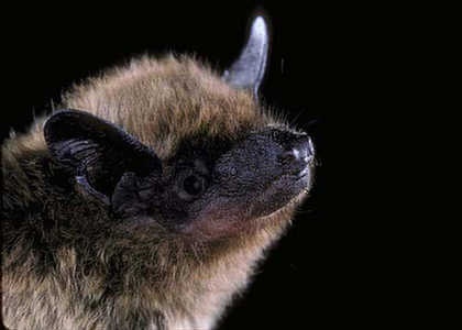 species photo for Evening Bat (Nycticeius humeralis)