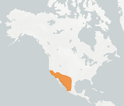 distribution map thumnbnail for Western Mastiff Bat (Eumops perotis)