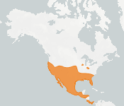 distribution map thumnbnail for Mexican Free-tailed Bat (Tadarida brasiliensis)