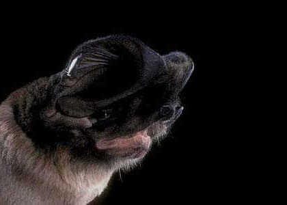 species photo for Western Mastiff Bat (Eumops perotis)