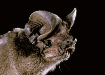 species photo for Pocketed Free-tailed Bat (Nyctinomops femorosaccus)