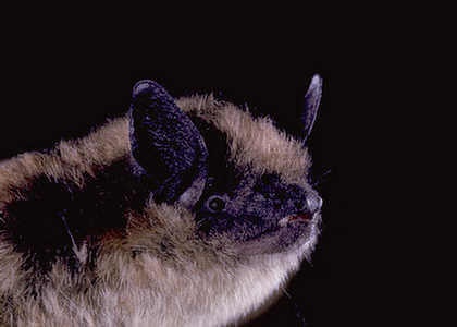 species photo for Arizona Myotis (Myotis occultus)