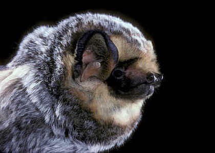 species photo for Hoary Bat (Lasiurus cinereus)