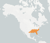 distribution map thumnbnail for Seminole Bat (Lasiurus seminolus)