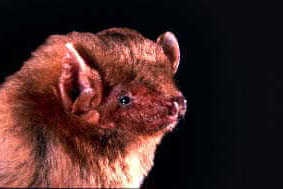 species photo for Northern Yellow Bat (Lasiurus intermedius)
