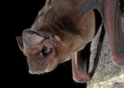 species photo for Velvety free-tailed bat (Molossus molossus)