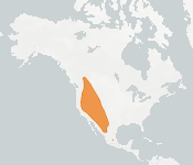 distribution map thumnbnail for Spotted Bat (Euderma maculatum)