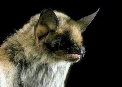 species photo for Fringed Bat (Myotis thysanodes)