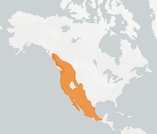 distribution map thumnbnail for California Myotis (Myotis californicus)